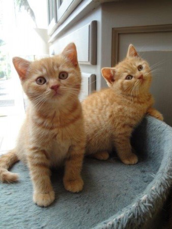 Badu saampjes met haar broertje